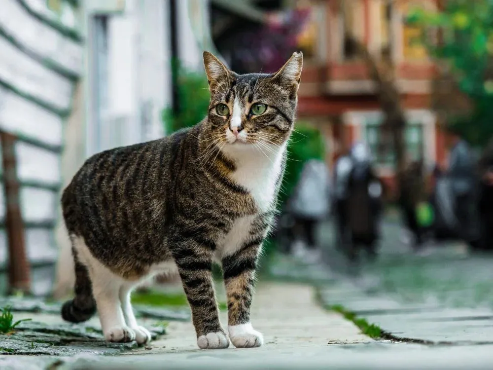 Universidade vai apurar vídeo com suspeita de maus-tratos contra gato em Rio do Sul